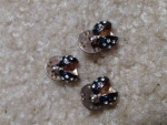 *set of Three (3) 🐞 LADYBUG Scatter Pins *Rhinestone