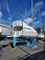 Freedom 29 cat sloop