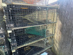 (190) 48" x 24" x 15" lobster traps