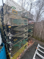 (190) 48" x 24" x 15" lobster traps