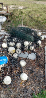 Crab Traps and supplies