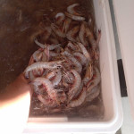 Fresh shrimp for sale