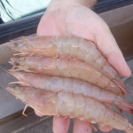 Jumbo shrimp for sale
