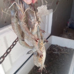 Jumbo shrimp for sale