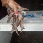 Jumbo shrimp for sale