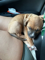 Puppy for sale !