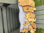 lot of 26 wooden animal figures