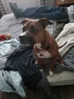 terrier boxer