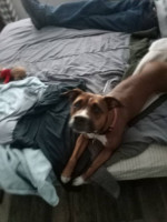 terrier boxer