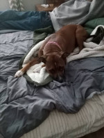 terrier boxer