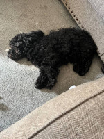 Black Toy poodle