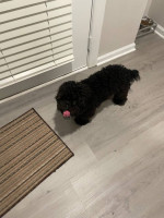 Black Toy poodle