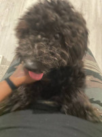 Black Toy poodle