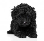 Black Toy poodle