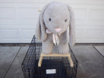 Rocking Horse - Toy Plush Bunny