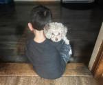 Toy poodle pure breed