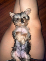 Teacup yorkie