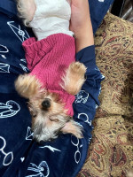 Teacup yorkie