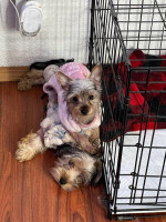Teacup yorkie