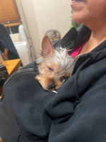 Teacup yorkie