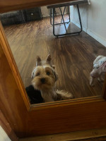 Yorkie puppy