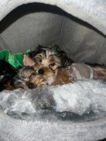 Yorkie puppy