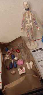 Skilcraft Visible Woman Anatomy  Model Kit