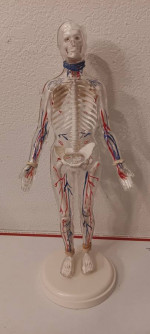 Skilcraft Visible Woman Anatomy  Model Kit