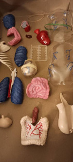 Skilcraft Visible Woman Anatomy  Model Kit