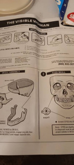 Skilcraft Visible Woman Anatomy  Model Kit