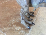 Mattel Jurassic World Tyrannosaurus Rex Action Sounds Figure 21”