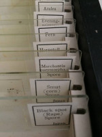 MICROSCOPY SLIDES (POLLENS AND SPORES) 12 slides