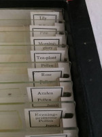 MICROSCOPY SLIDES (POLLENS AND SPORES) 12 slides