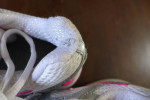 Used Nike Dart 5 Women's Shoes Size 8