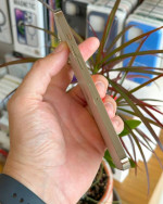 iPhone 12 Pro Max (128GB) Good Condition