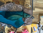 Travel bag and purses