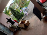 Moving sale lots of clothes and housewares fruit trees